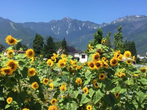 安曇野の空はもう秋っぽいです。